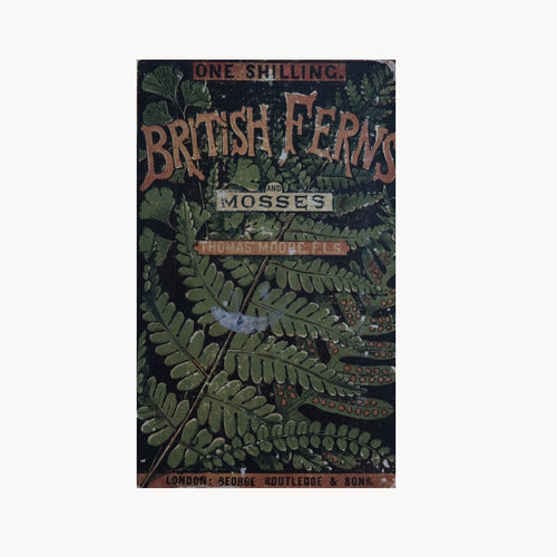 British Ferns by Thomas Moore