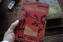 1870s-1890s Natural History Rambles Book