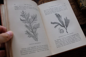 1870s-1890s Natural History Rambles Book