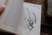 1870s-1890s Natural History Rambles Book