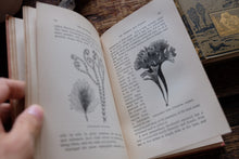 1870s-1890s Natural History Rambles Book