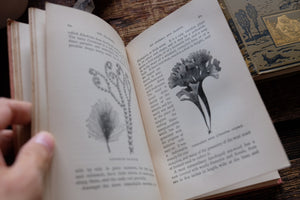 1870s-1890s Natural History Rambles Book