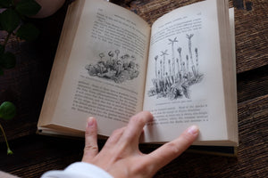 1870s-1890s Natural History Rambles Book
