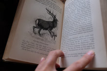 1870s-1890s Natural History Rambles Book
