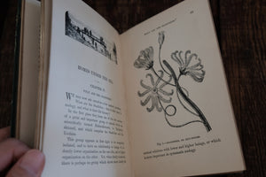 Half Hours with a Naturalist - Rambles Near the Shore
