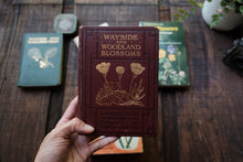 Wayside & Woodland Blossoms