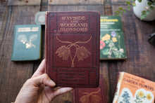 Wayside & Woodland Blossoms