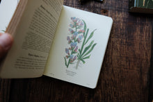 Wayside & Woodland Blossoms