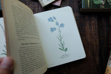 Wayside & Woodland Blossoms