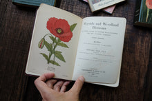 Wayside & Woodland Blossoms