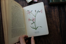 Wayside & Woodland Blossoms