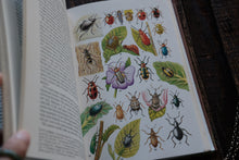 Open book with illustrations of various insects on a wooden surface