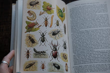 Open book with illustrations of insects on a page filled with text.