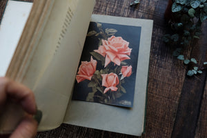 The Rose Book - A Complete Guide for Amateur Rose Growers