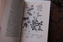 Wild Flowers Round the Year