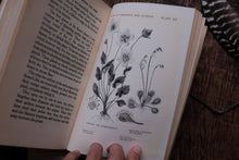 Wild Flowers Round the Year
