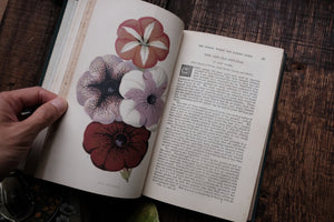 1870s - The Floral World & Garden Guide