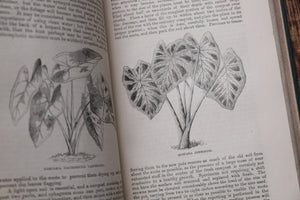 1870s - The Floral World & Garden Guide