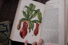 1870s - The Floral World & Garden Guide