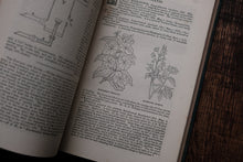 1860s - The Floral World & Garden Guide (loose page, not collectible)