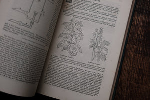 1860s - The Floral World & Garden Guide (loose page, not collectible)