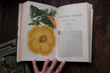 1860s - The Floral World & Garden Guide (loose page, not collectible)
