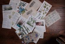 Vintage Floral Set for Junk Journaling/Scrapbooking