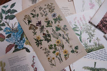 Vintage Floral Set for Junk Journaling/Scrapbooking