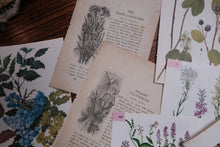 Vintage Floral Set for Junk Journaling/Scrapbooking