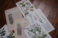 Vintage Floral Set for Junk Journaling/Scrapbooking