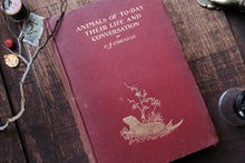 Vintage book titled 'Animals of Today' by C.F. Cornish on a wooden surface.