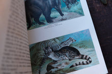 Open book with illustrations of animals, including a civet cat, on a wooden surface.