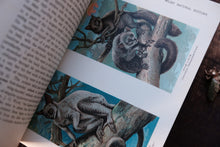 Open book with illustrations of lemurs on a wooden surface