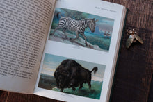 Open book with illustrations of a zebra and a bison on a wooden surface