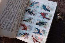 Open book with illustrations of birds on a wooden surface