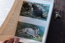 Open book with illustrations of a rabbit and a bird on a wooden surface