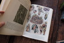 The Wonder Book of Nature