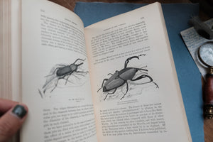 Vintage Insect Book