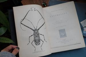 Elementary Text-Book of Entomology