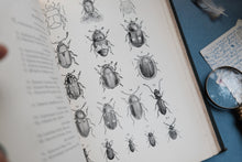 Elementary Text-Book of Entomology