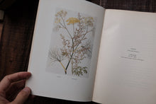 The Herb Garden by France A. Bardswell