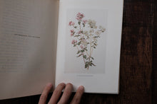The Herb Garden by France A. Bardswell