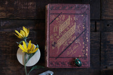 Field Flowers by Shirley Hibberd (not collectible)