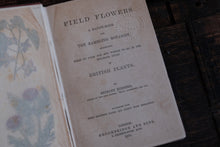 Field Flowers by Shirley Hibberd (not collectible)