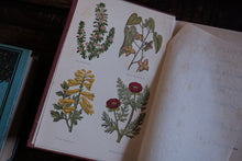 Field Flowers by Shirley Hibberd (not collectible)