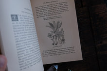Field Flowers by Shirley Hibberd (not collectible)