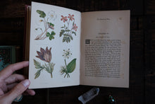 Field Flowers by Shirley Hibberd (not collectible)