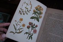 Field Flowers by Shirley Hibberd (not collectible)