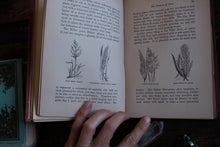 Field Flowers by Shirley Hibberd (not collectible)