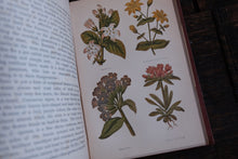 Field Flowers by Shirley Hibberd (not collectible)
